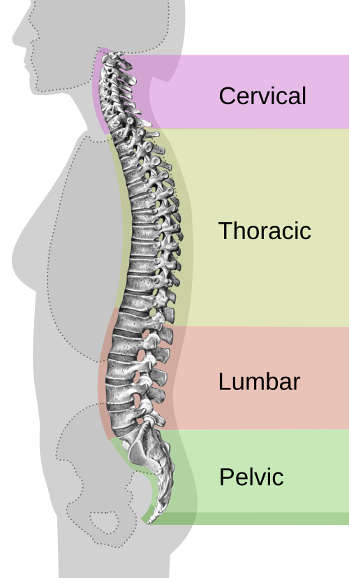 spinal column curvature